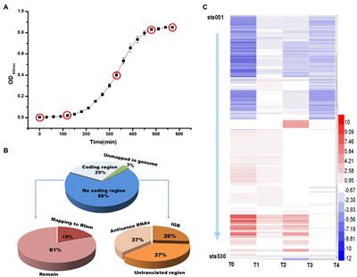 Profiles of Small Regulatory RNAs at Different Growth Phases of Streptococcus thermophilus During pH-Controlled Batch Fermentation